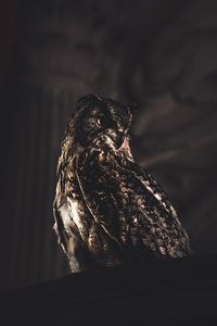 Close-up of a bird