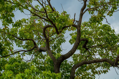 Low angle view of tree against sky