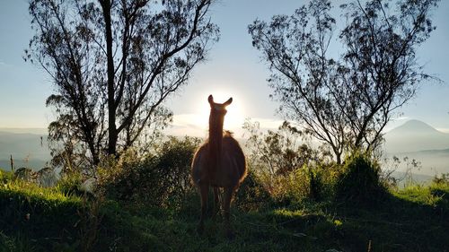 Horse standing in a field