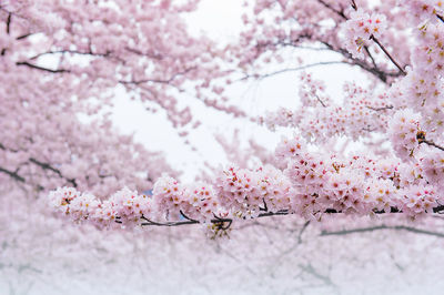 Close-up of cherry blossoms in spring