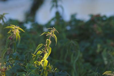 Close-up of insect on plant