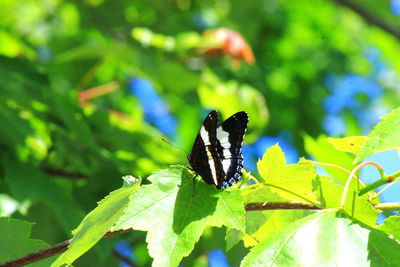 Close-up of butterfly on leaf