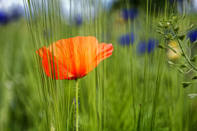 Close-up of flower blooming in field