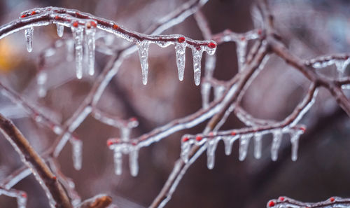 Close-up of icicles on branch during winter