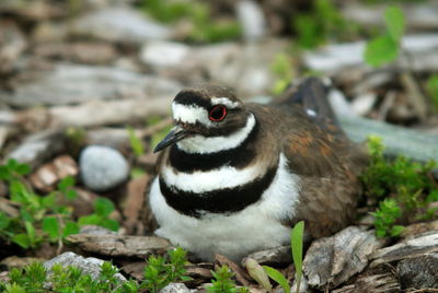 Close-up of bird