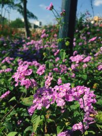 Close-up of pink flowers blooming outdoors