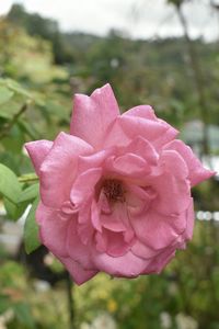 Close-up of pink flower blooming outdoors