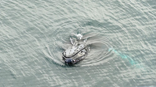 Mouth and fin of humpback whale