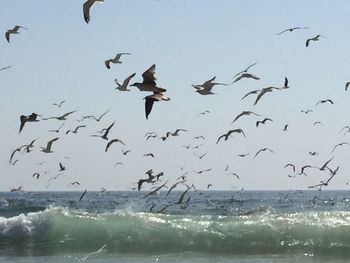 Seagulls flying over sea