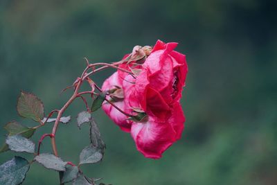 Pink flower plant in the garden