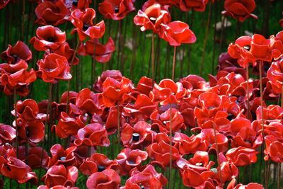 Close-up of red flowers