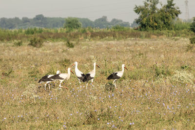 Flock of birds on field