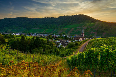 Vineyards on the moselle, vineyards on the moselle, municipality of bruttig-fankel, germany.
