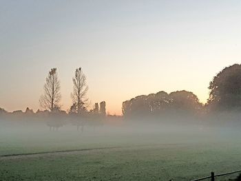 Trees on field against sky during sunset