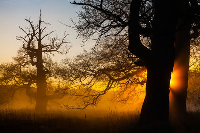 Silhouette trees on field against sky at sunset