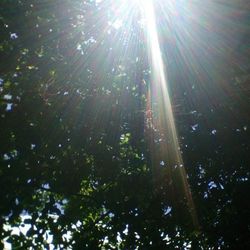 Low angle view of trees