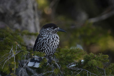 Close-up of bird perching on rock