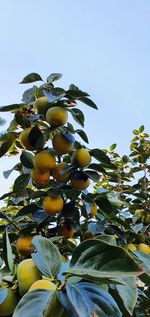 Low angle view of fruits growing on tree against sky