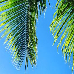 Low angle view of palm tree against blue sky