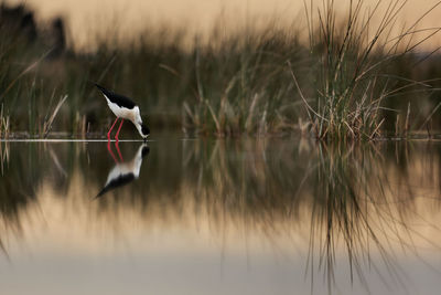 Bird flying over lake