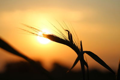 Close-up of silhouette plant against sky during sunset