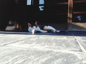 Cat relaxing on floor at home