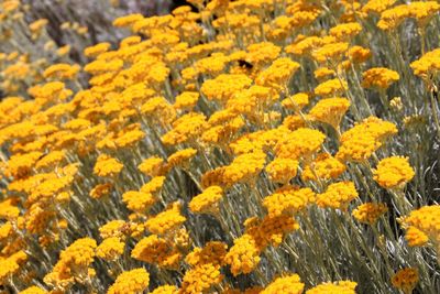 Full frame shot of yellow flowering plants