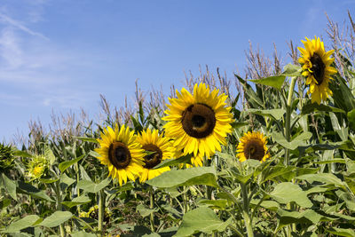 Sunflowers blooming on field against sky