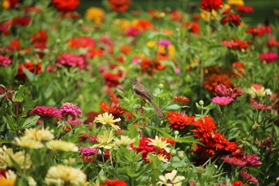 Close-up of butterfly pollinating flowers