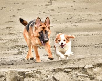 Portrait of dog on land