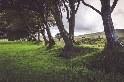 Trees on field