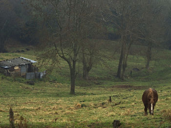 Sheep grazing in a field