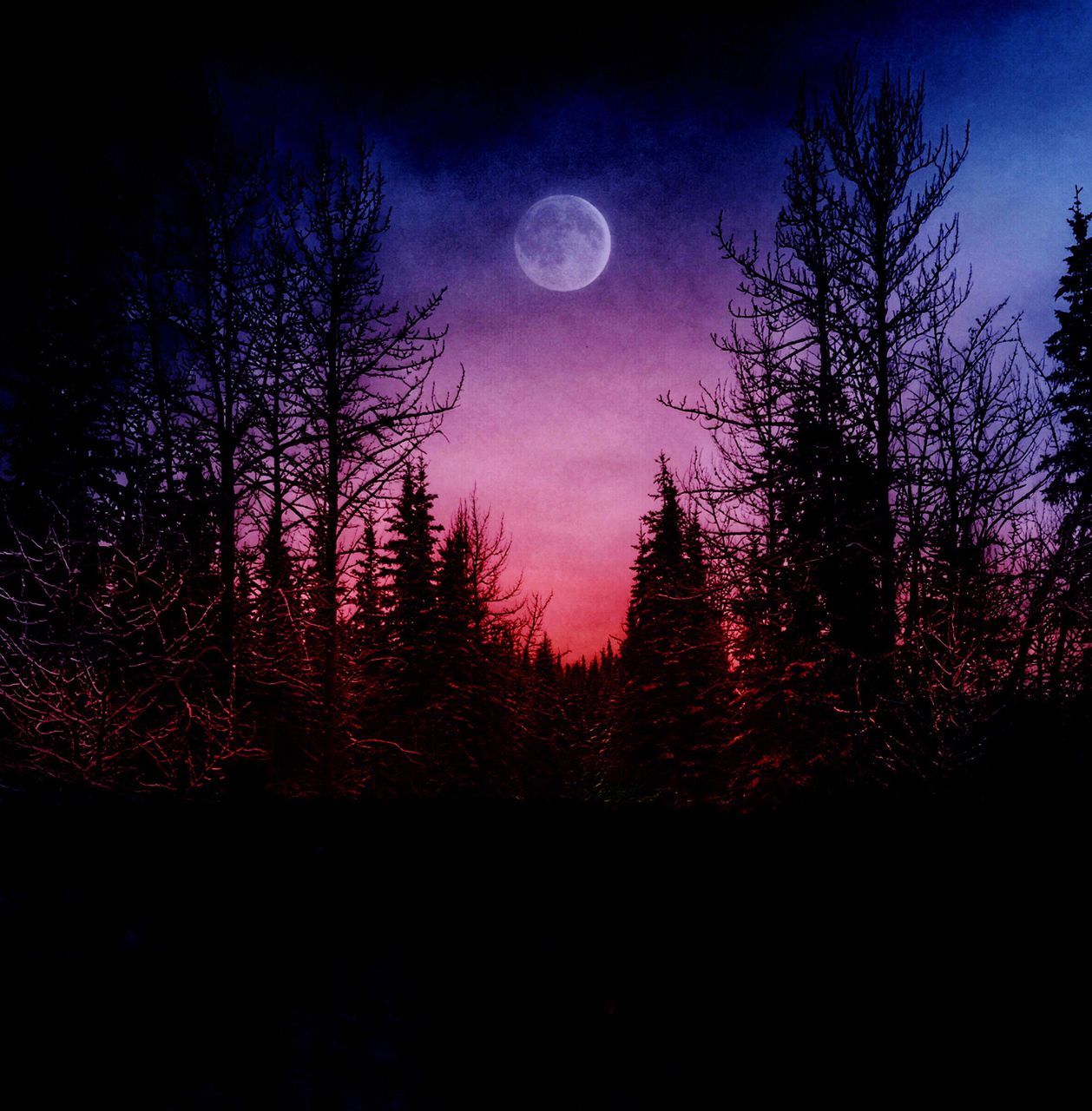 night, moon, silhouette, tree, sky, bare tree, tranquility, scenics, tranquil scene, beauty in nature, illuminated, dark, full moon, astronomy, low angle view, dusk, nature, sunset, idyllic, branch