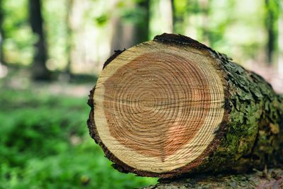 Close-up of tree stump in forest