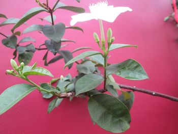 Close-up of flowers blooming outdoors