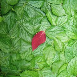 High angle view of green leaves