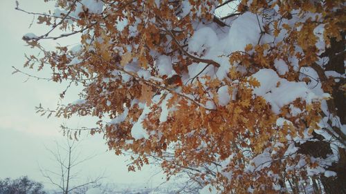 Low angle view of tree against sky