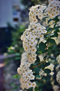 Close-up of white flowers