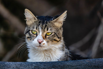 animal