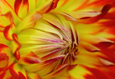 Full frame shot of fresh yellow flower