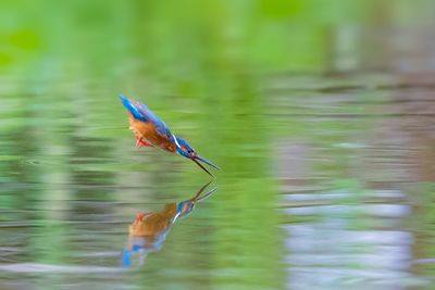 Bird on a lake