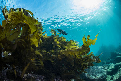 Light pours into a forest of seaweed