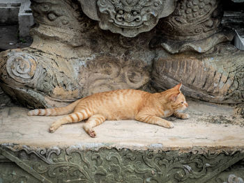 View of cat lying under statue