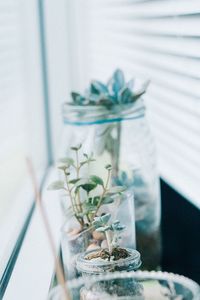 Close-up of potted plant on table