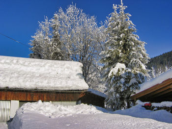 Snow covered trees by house against clear sky