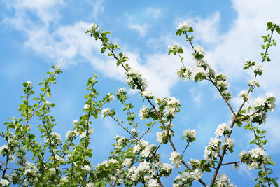Blurred nature background with white beautiful flowers in the tree blooming in the early spring