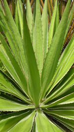 Close up of agave plant with long spike edge green leaves