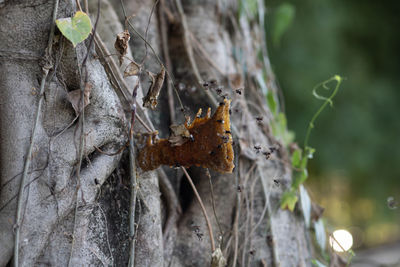 Close-up of dry leaves on tree trunk