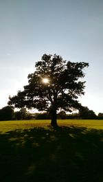 Scenic view of grassy field against sky