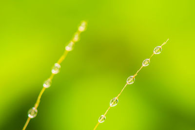 Close-up of water drops on blade of plant